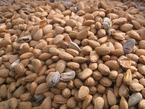 La producción de almendra disminuirá un 21% en Andalucía como consecuencia de la inusual meteorología, según Cooperativas Agro-Alimentarias