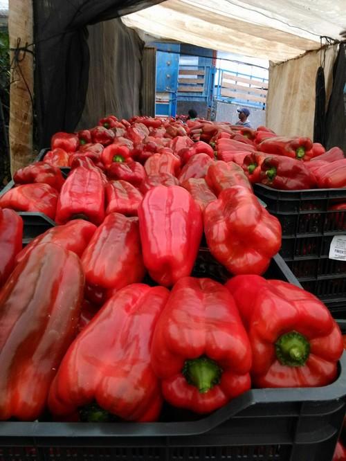 Californias y lamuyos repuntan y superan el euro por kilo