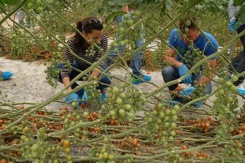 Saborini, el cherry redondo de sabor que garantiza un calibre homogéneo todo el ciclo
