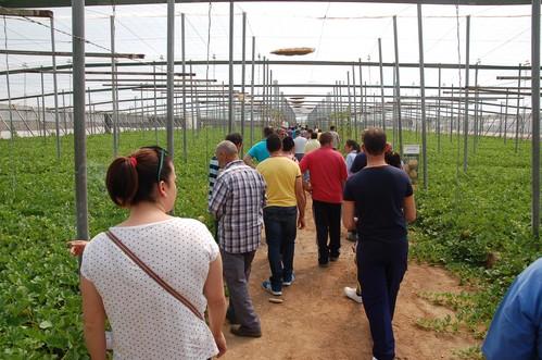 El CLX MLN72 F1*, el nuevo galia de HM Clause que destaca por su calidad, homogeneidad y su buen comportamiento frente a ceniza