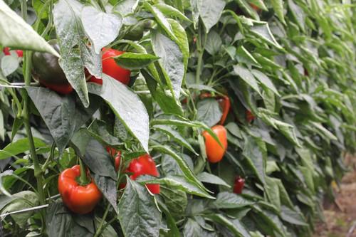 Bajada generalizada de las cotizaciones de los productos hortofrutícolas almerienses