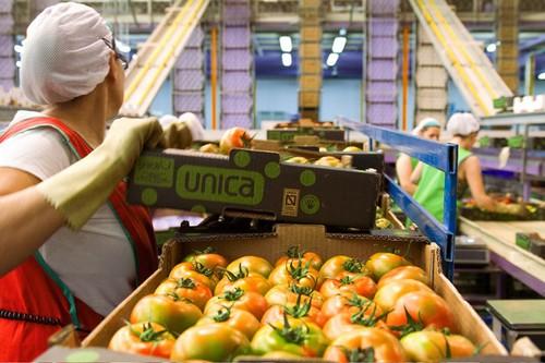 Unica Group bate las expectativas con 253 millones de kilos y aún seguirá creciendo hasta final de campaña