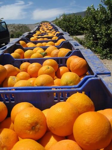 El sector citrícola español y europeo exige a la Comisión que refuerce y no debilite la protección fitosanitaria de las plantaciones comunitarias