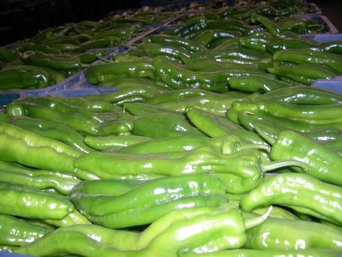 El pimiento italiano verde sube de precio y termina la segunda semana de julio por encima de 1,50 euros