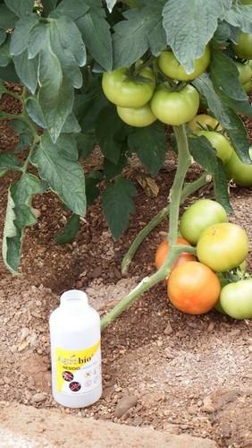 ASAJA pide refozar las actuaciones de control biológico para garantizar la sanidad de la próxima plantación
