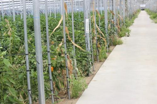El III Plan de Agricultura Ecológica destinará 301 millones  de euros a reforzar el liderazgo de Andalucía en el sector