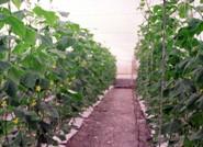 La Consejería de Agricultura registra 258.228 solicitudes de ayudas directas de la PAC para la campaña 2016