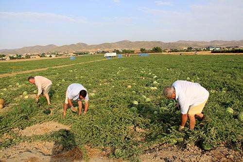 El Magrama responsabiliza de los cambios en la figura del ‘agricultor activo’ a la Comisión Europea y a una denuncia de La Unión de Uniones