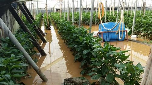 ASAJA informa de que los afectados por la lluvia de septiembre y octubre de 2015 pueden solicitar ya las ayudas