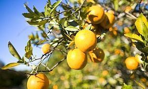 El sector citrícola español insta al PE y al Gobierno a frenar las nuevas concesiones a Sudáfrica que amenazan a la naranja