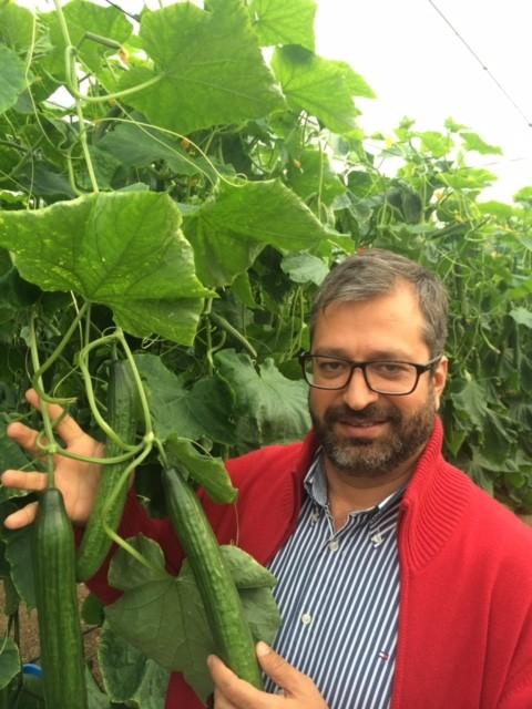 Seminis pone a disposición del agricultor la máxima productividad del nuevo Teseo y de 091