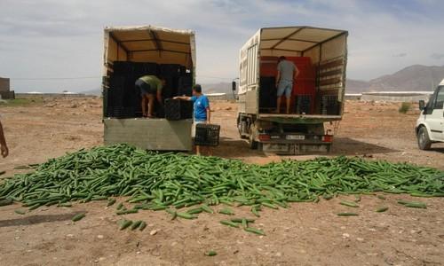 Agricultores del Poniente y la costa de Granada tiran pepino en protesta por los bajos precios en este inicio de campaña