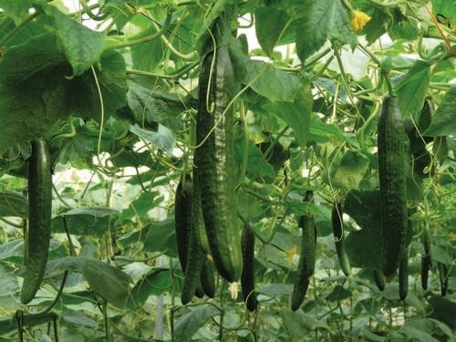 Madroño y drago son la referencia de Fitó en pepino holandés para siembras de otoño