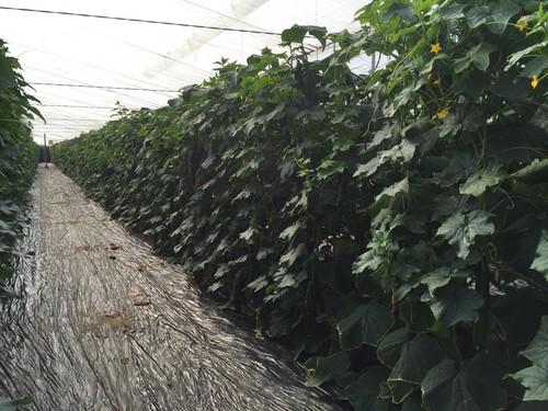 Brujula F1, variedad de invierno que permite hacer un ciclo extralargo con calidad de inicio a fin