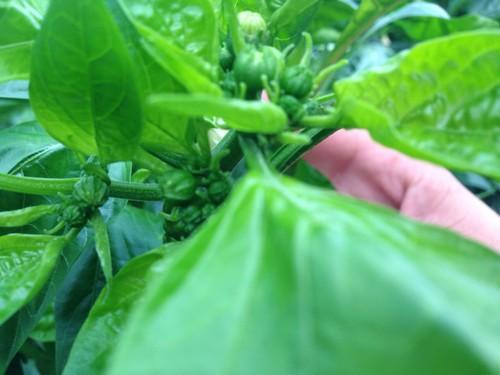 Trama y Azahar, un aliado para el agricultor con sus bioestimulantes ecológicos certificados