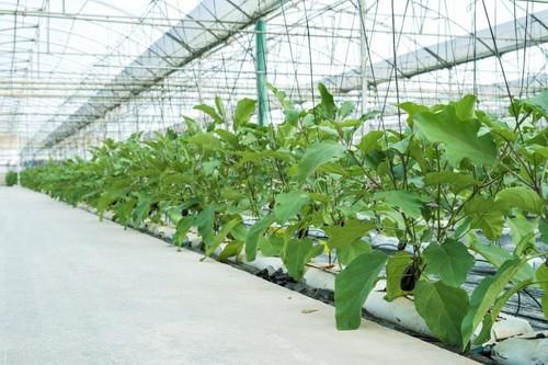 Berenjena, pepino corto y pimiento lamuyo rojo, los líderes en precio en el ecuador de septiembre