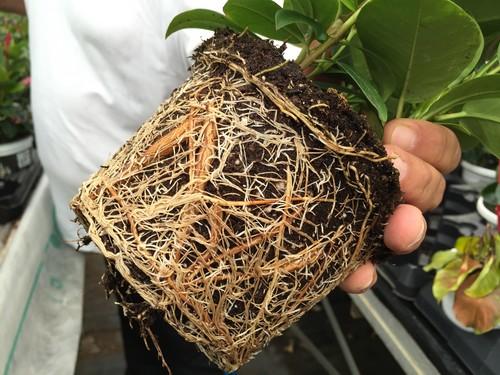 Koppert revelará en Iberflora nuevas estrategias de producción sostenible en plantas ornamentales y flores