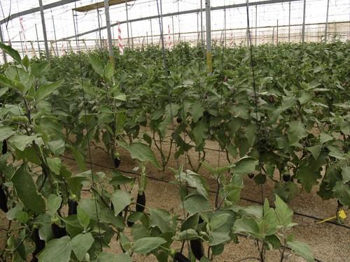 Los bajos precios del calabacín eclipsan las buenas cotizaciones de berenjena y tomate Daniela