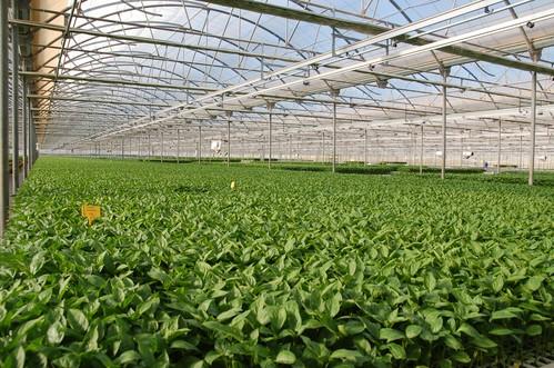 La Consejería de Agricultura protege la actividad de los viveros en Andalucía contra las prácticas no autorizadas
