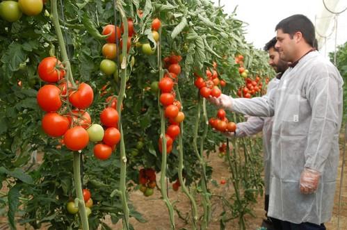 FEPEX y ANOVE muestran en Fruit Attraction la importancia de la innovación varietal