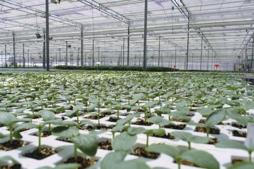 GLOBALG.A.P. incluye sus Mejores Prácticas para Viveros dentro  de la Versión 5 de la Norma IFA