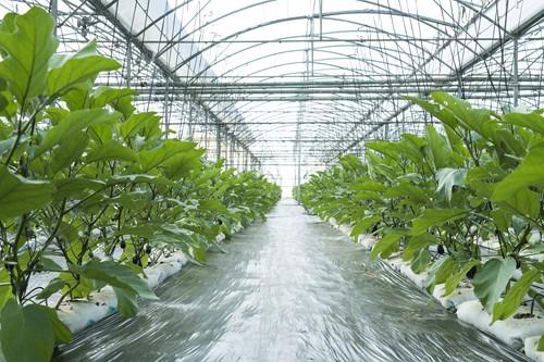 Hortofrutícola La Ñeca ve en Fruit Attraction el mejor lugar en el que aumentar el ‘feeling’ con los clientes