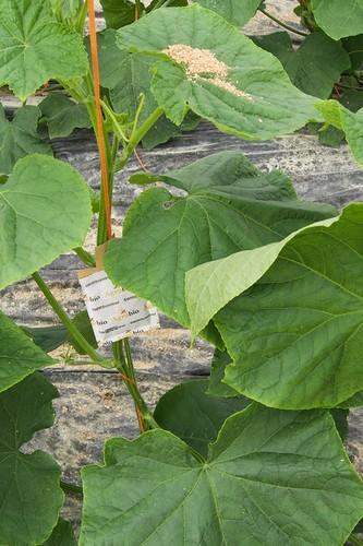 Agrobío mejora el control biológico en pepino gracias a la alimentación del A. swirskii