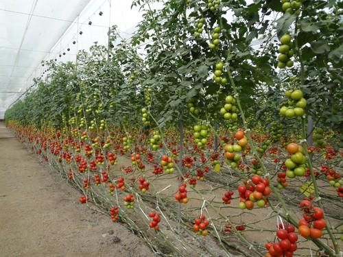 El sector ecológico tendrá su propia norma de insumos