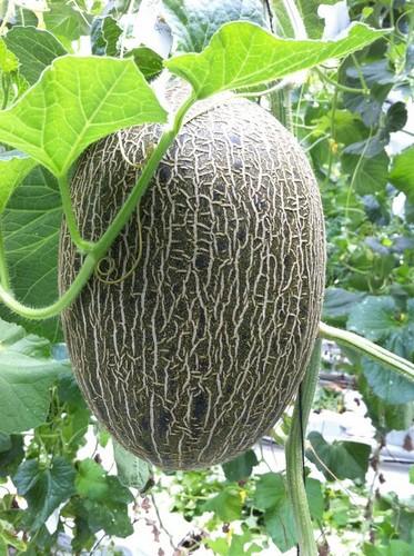 Intersemillas presenta en Fruit Attraction las variedades hortícolas más novedosas