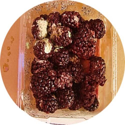 El silicio como un nuevo elemento  nutricional indispensable, por Cosmocel