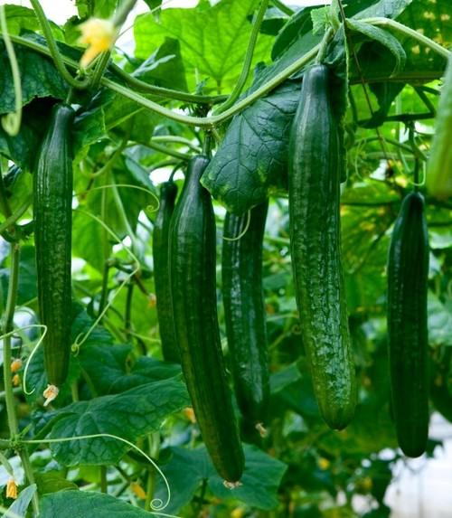 Los precios de pepino y calabacín se recuperan tras un final de septiembre desastroso