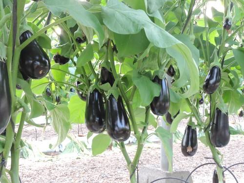 Bajada generalizada de precio de la que se 'salvan' el calabacín fino y el pepino corto