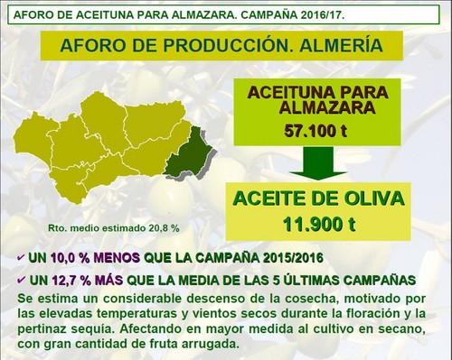 El primer aforo de la cosecha de aceite prevé un descenso del 10% en Almería