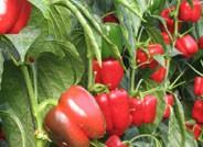 California rojo e italiano verde superan los 0,60 euros y mejoran su valor respecto a la semana anterior