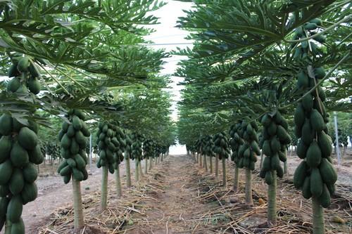 Tecnova trabaja en un cultivo de papaya bajo invernadero
