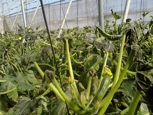 El Consejo de Ministros aprueba dos normas jurídicas sobre seguros agrarios