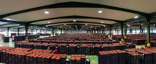 Los productos hortofrutícolas almerienses registran una subida de precios generalizada