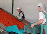 Unos 15.000 trabajadores del sector agrícola podrán ser fijos discontinuos