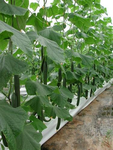  Agricultura ha convocado el primer año de legislatura 52 órdenes de ayudas con un montante de más de 800 millones de euros