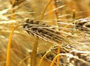 El PSOE pone en valor el III Plan de Producción Ecológica de la Junta con una inversión de más de 300 millones de euros