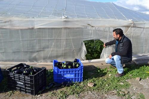 Aumenta alarmantemente el número de robos de hortalizas en el Poniente