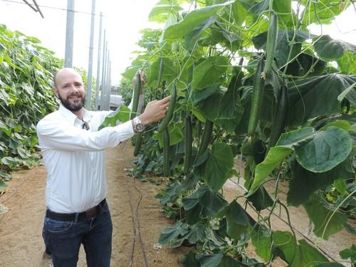 Seminis presenta parte de su amplio catálogo de pimiento y pepino Almería en sendas jornadas