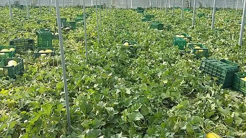 Soluciones Fertinagro altamente eficaces para mejorar de forma sostenible la sanidad vegetal de los cultivos: Efisoil Superbia y Organia Viventia
