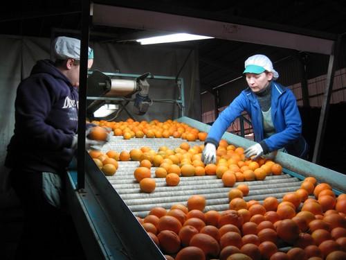 La Junta abre el periodo de información pública del nuevo Plan Estratégico para la Agroindustria 2016-2020