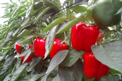 Autorizan de forma excepcional el uso de productos a base de deltametrina para el control de mosca de la fruta mediante trampeo en pimiento