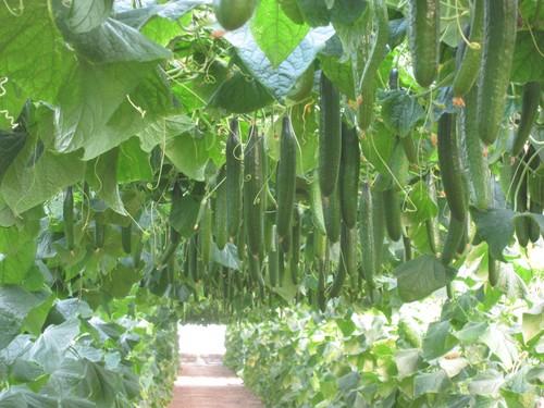 La menor producción en Granada y pequeñas mermas por virus en el Poniente hacen que el pepino multiplique su precio por cuatro con respecto a 2015