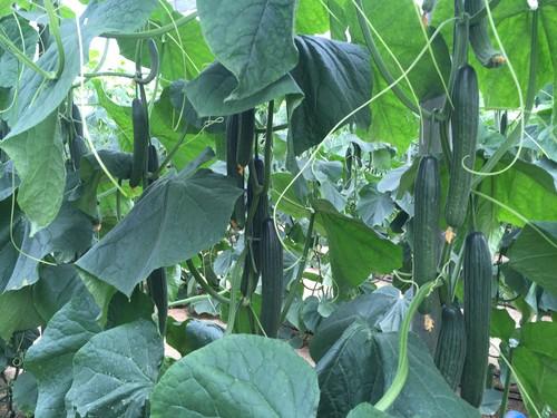 Los buenos precios de las hortalizas garantizan una salida y entrada de año tranquila para los agricultores almerienses
