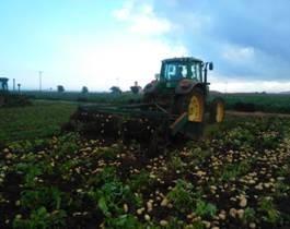 Brotone® contribuye a aumentar la producción y la rentabilidad del cultivo de patata