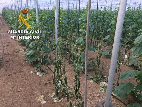 La Guardia Civil investiga al autor de los daños provocados en un invernadero de la comarca del Poniente almeriense