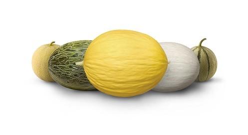 Semillas Fitó sorprenderá en Fruit Logistica 2017 con su amplia gama de producto